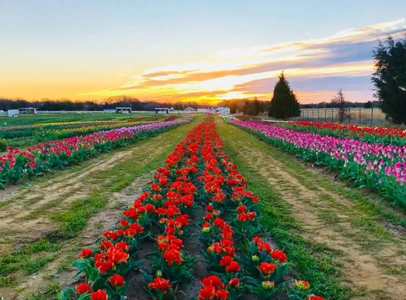 Image via Texas Tulips